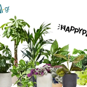 Τα 10 πιο εύκολα φυτά εσωτερικού χώρου για να ξεκινήσετε τη διακοσμηση με φυτά στο σπίτι ή το γραφείο σας! | Mural.gr x Happyplants
