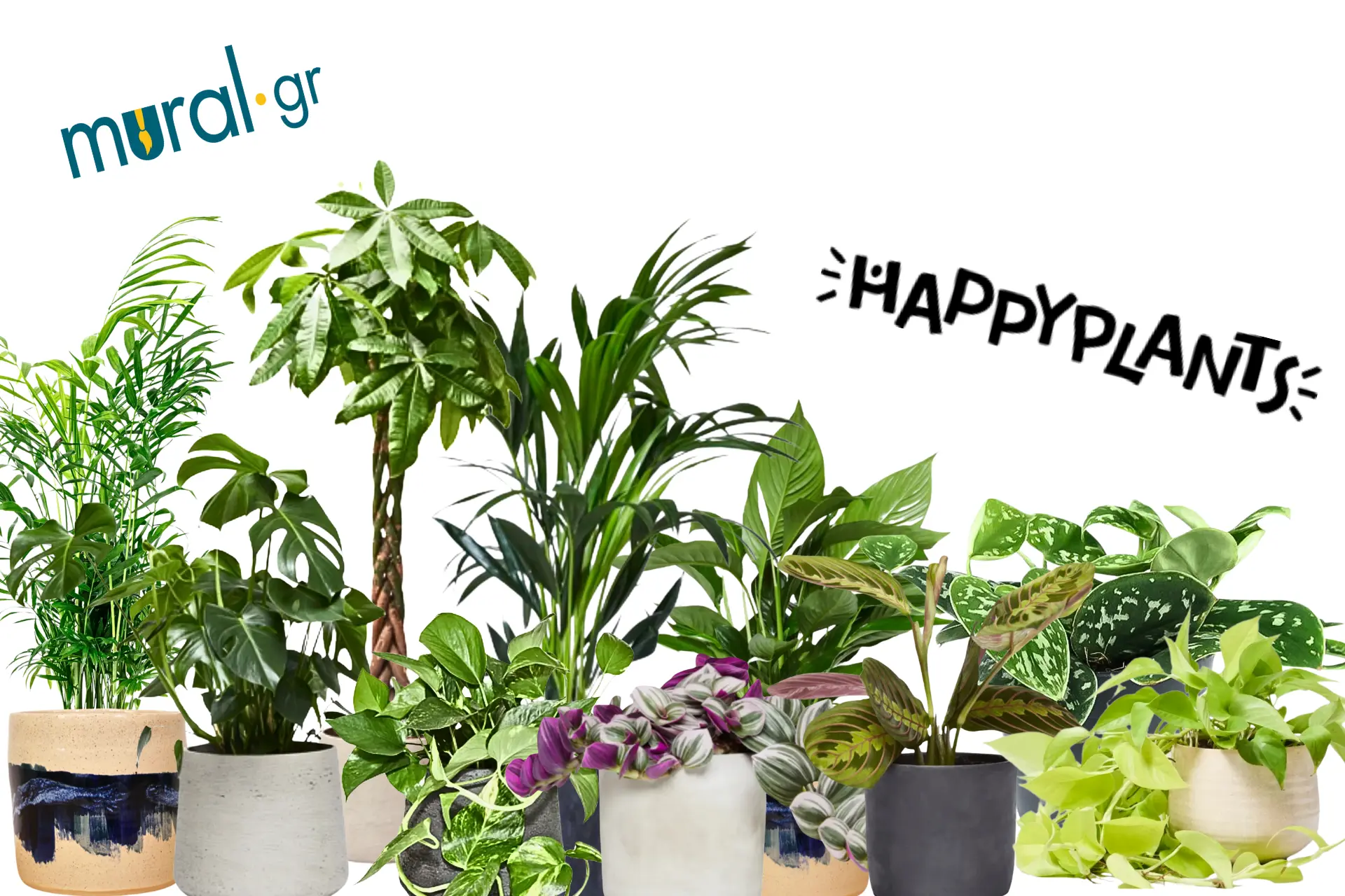 Τα 10 πιο εύκολα φυτά εσωτερικού χώρου για να ξεκινήσετε τη διακοσμηση με φυτά στο σπίτι ή το γραφείο σας! | Mural.gr x Happyplants